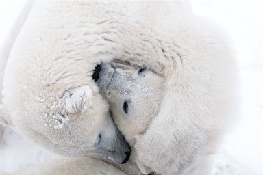 �q�ǂ��̌��m �u�^�Ă̖k�ɁE��ɓW�v